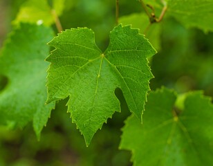 Close-up of vibrant green grape leaves