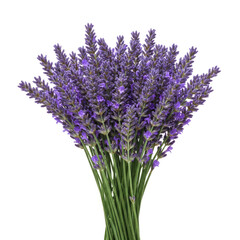 Lavender Bouquet With Stems On Clean White Background