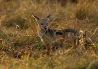 Portrait of a black backed Jackal at Masai mara, Kenya. A backlit image.