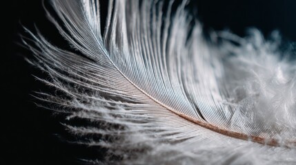Close-up feather detail