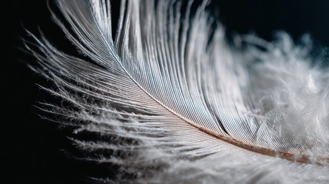 Close-up feather detail