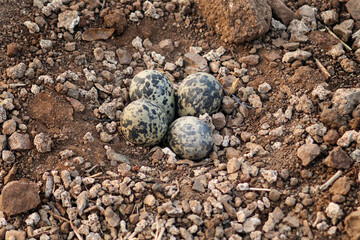 Closeup shot of Golden Plover nest with eggs on dry land gir forest Gujarat, India. Red wattled Lapwing bird eggs (Vanellus indicus). Red Wattled Lapwing Bird Eggs For Hatching in the nest
