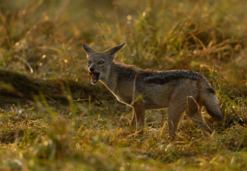Backlit image of a black backed Jackal feeding at Masai mara, Kenya