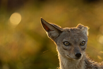 Naklejka premium Closeup of a black backed Jackal folding one of its ear at Masai mara, Kenya