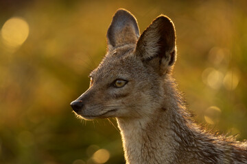 Closeup of a black backed Jackal at Masai mara, Kenya