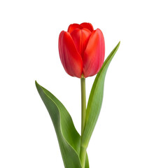 Naklejka premium Single red tulip flower isolated on transparent background