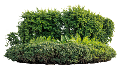 green garden hedge with shrubs (Boxwood, Laurel) and tropical plants (Bird’s Nest Fern, Ficus), isolated on white background. PNG cutout for landscaping design.