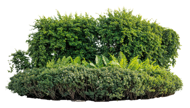green garden hedge with shrubs (Boxwood, Laurel) and tropical plants (Bird’s Nest Fern, Ficus), isolated on white background. PNG cutout for landscaping design.