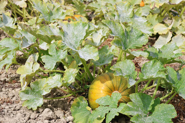 Squash pumpkins growing in a pumpkin patch in the UK in late  summer