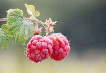 A close up photo of Raspberries growing on a raspberry bush in the UK