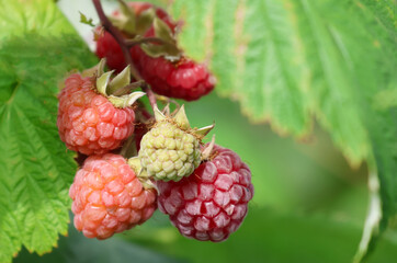 A close up photo of Raspberries growing on a raspberry bush in the UK