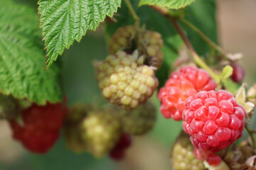 A close up photo of Raspberries growing on a raspberry bush in the UK