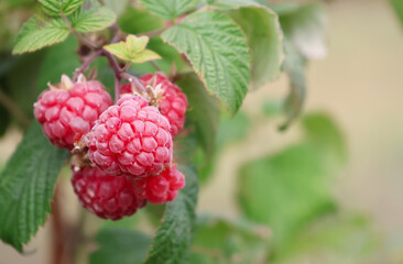 A close up photo of Raspberries growing on a raspberry bush in the UK
