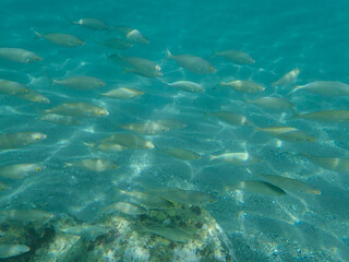 Light filtering down through blue water. Underwater sunlight in deep sea. Light viewed from blue abyss. Underwater sunlight shining deep with ripples on wave surface ocean ray, Mediterranean sea.