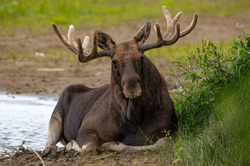 A moose with large antlers