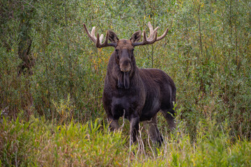 A moose with large antlers