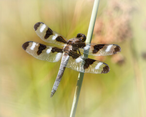 12-Spotted Skimmer Dragonfly in 