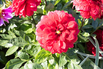 Beautiful dahlia flowers in the park.