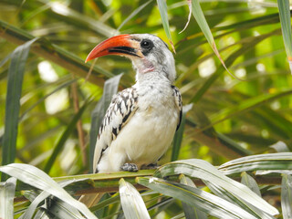 Western Red-billed Hornbill Looking at Camera