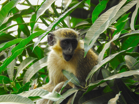 Comical Expression on Green Monkey