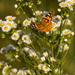 A Painted Lady butterfly (Vanessa cardui) rests on blooming Sea Mayweed (Tripleurospermum maritimum), its vibrant wings contrasting with the delicate white and yellow flowers.