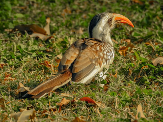 Western Red-billed Hornbill on Grass