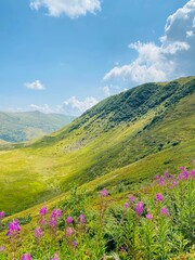 pink flowers in the green lush mountains of Ukraine