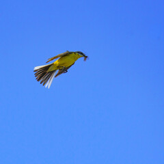 A Yellow Wagtail (Motacilla flava) with an insect in its beak soars mid-air with wings extended, tail fanned, its vibrant yellow plumage glowing against a clear blue sky.