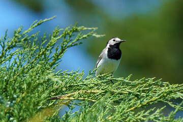 A White Wagtail (Motacilla alba) perches on an evergreen branch, its black and white plumage vivid against green foliage and sky. A peaceful wildlife moment.