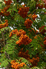 orange rowan berries