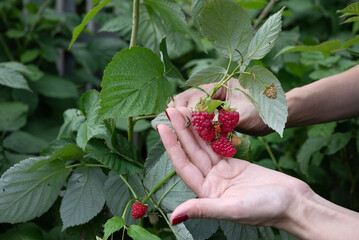 Gardening, harvesting, farming concept. Close-up of an elderly woman's hand picking raspberries in the garden outdoors. Selective focus on red berry in hand.