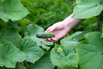 Harvesting fresh cucumbers from a home garden during late summer in a backyard setting