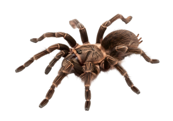 Close-up of a large, hairy spider against a black background, showcasing intricate details of its legs and body.