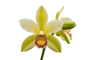 A close-up of a vibrant yellow and lime green orchid, showcasing intricate details of its petals and the delicate contrast of colors.