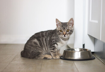 Cute gray tabby kitten sitting in front of bowl with cat food in bright kitchen in house