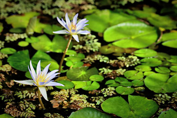 Lilies