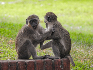 Two Green Monkeys Playing