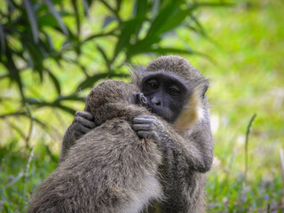 Sociable Sabaeus Monkeys