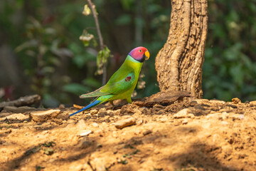 Plum-headed parakeet (Psittacula cyanocephala) Perched on tree at Rajaji national park, Uttarakhand