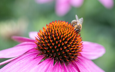 close up of bee on purple flower	
