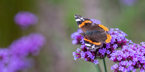 butterfly on purple flower in garden