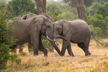 Fototapeta premium Clsoe up of African Bush Elephants walking on the road in wildlife reserve. Maasai Mara, Kenya, Africa. (Loxodonta africana)