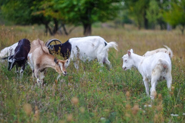 Fototapeta premium Abandoned thatched cottage on a hill overlooking a lake.