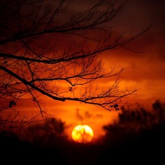 A fiery sunset with silhouetted tree branches