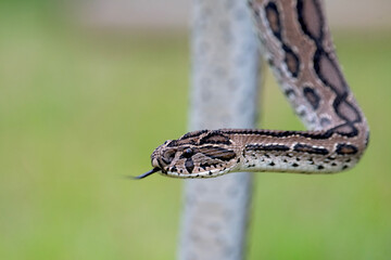 Russell's Viper in action mode