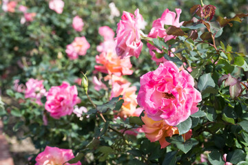 Beautiful roses in garden.