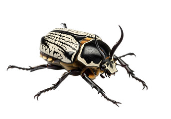 Close-up of a striking beetle, showcasing intricate black and white patterns on its carapace, with a touch of amber highlights.