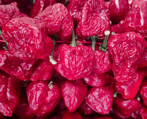 macro of large quantity of vivid and bright Calabrian chillies