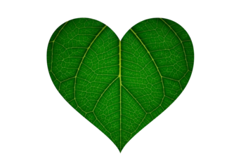 A vibrant green leaf, meticulously detailed, takes the shape of a heart, highlighting its intricate vein structure against a stark black background.