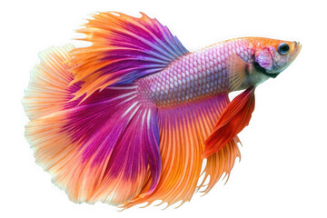 Fototapeta premium Vibrant Siamese Fighting Fish Cutout, Colorful Betta Fish PNG, Exotic Pink and Orange Freshwater Aquarium Fish Clipart